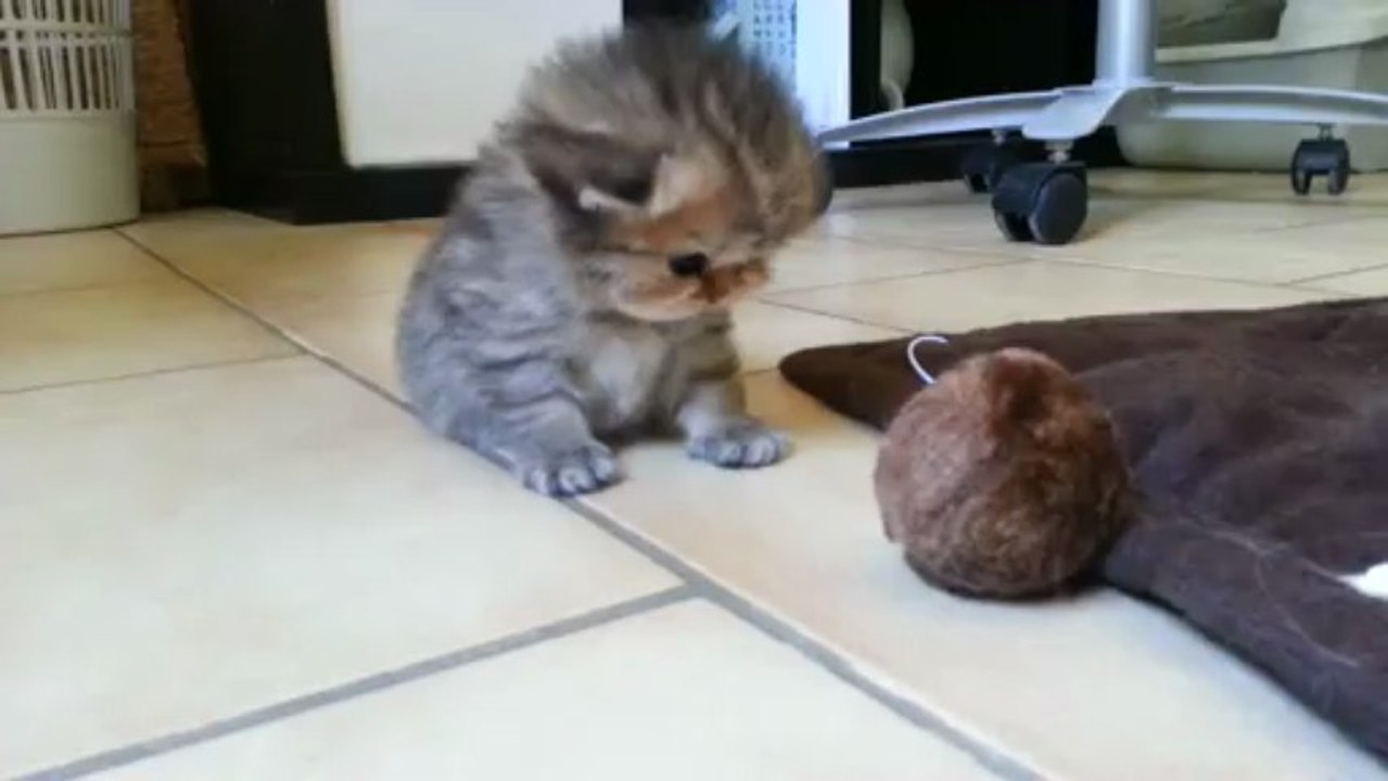 Chaton de Gina persan Golden Shaded 2013