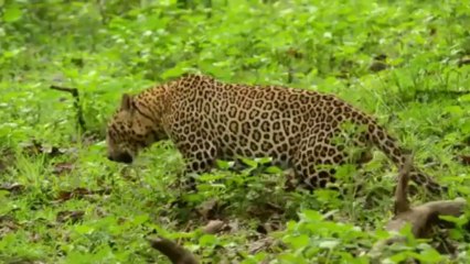 'Jaya Hai Kannada Thaye' Kannada Wildlife Music Video- Anthem