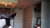 Cat Long Jump Fail