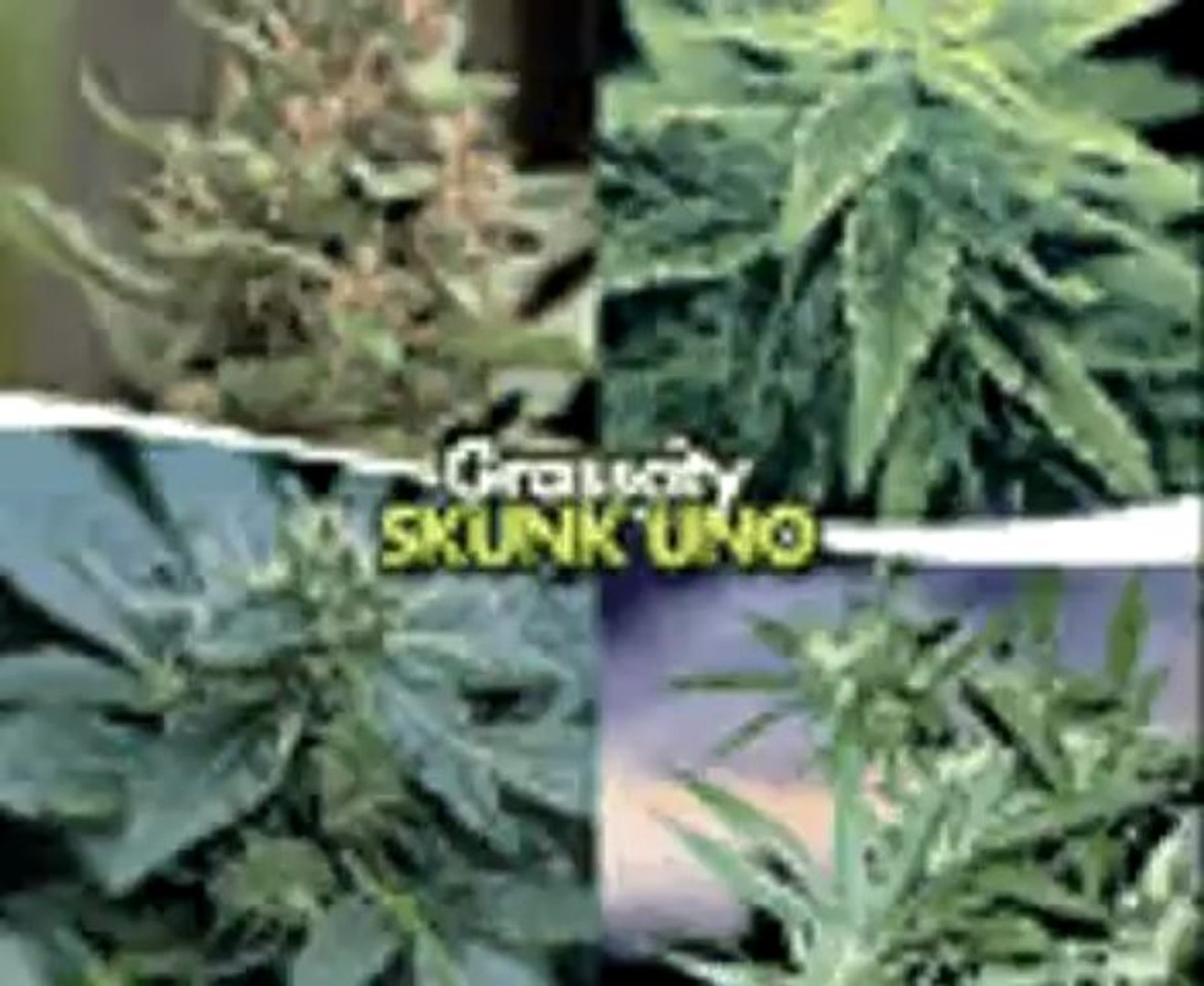 cannabis parck