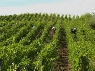 Des vins et des hommes - Domaine Tissot