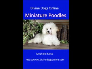 Miniature Poodles