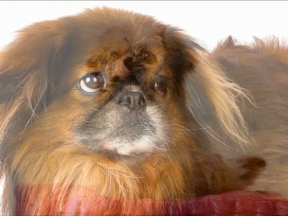 Pekingese