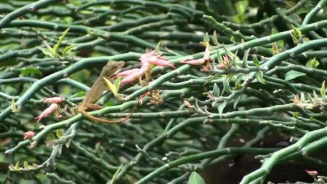 Arche de Noé - Histoires de bêtes