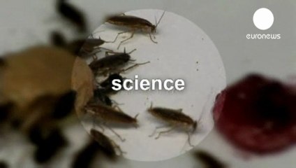 Cucarachas: Aversion adaptativa a la glucosa