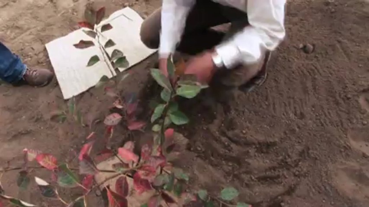 Extrait-cahierDVD01_PLANTATION_7