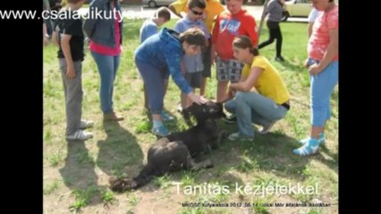 Kutyakiképzés háznál