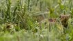 Brave Prairie Dog Confronts Snake - North America