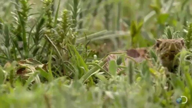 Brave Prairie Dog Confronts Snake - North America