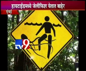 Jelly fish on Juhu beach...Tourist asked to be careful-TV9