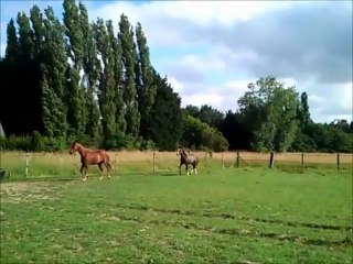 galop au pré 4 juillet 2013