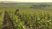 Terre et vigne by Jacques Legros au Champagne Vincent Fresnet-Juillet du Club Trésors de Champagne