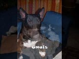 Acavai mon bull terrier