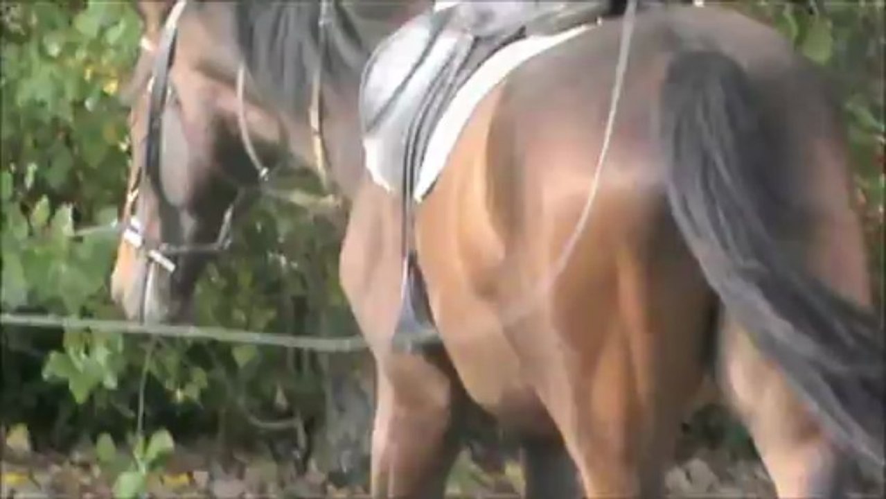 Vickers débourrage en main et longe