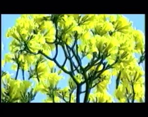 Hai Meri Saandein Teri Amanat [Full Song] Deewangee- Ghazal