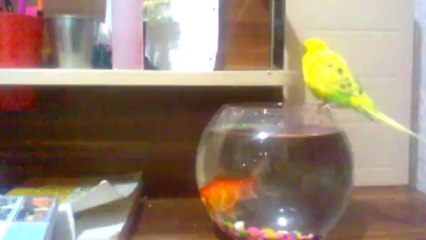 SohbetBura SesLiSohbet [ KOMIK KUŞ ]