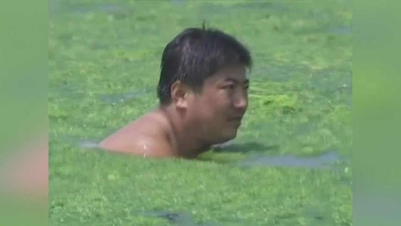 Invasion d'algues vertes sur une plage chinoise