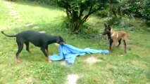 magmar von der burgstatte 18 mois vs malinois male 100%travail