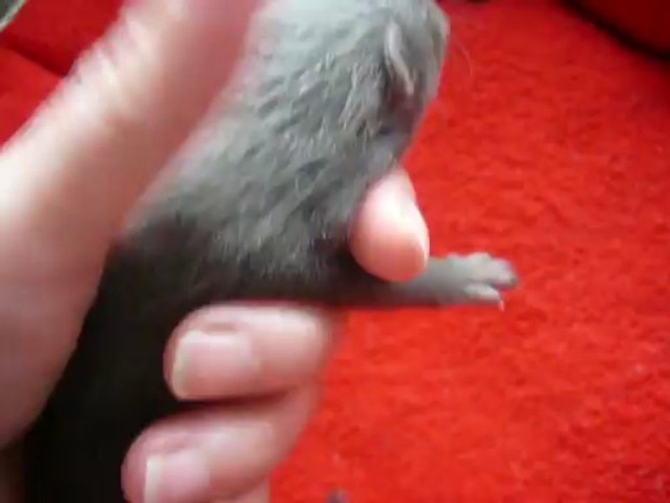 Shanka portée Shenzi