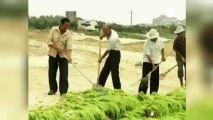 Una plaga de algas invade las playas chinas