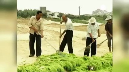 La mer Jaune noir d'algues vertes