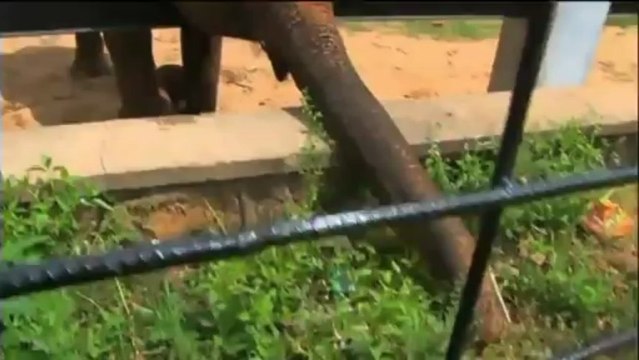 El medi ambient - Mosaic 05/07/13