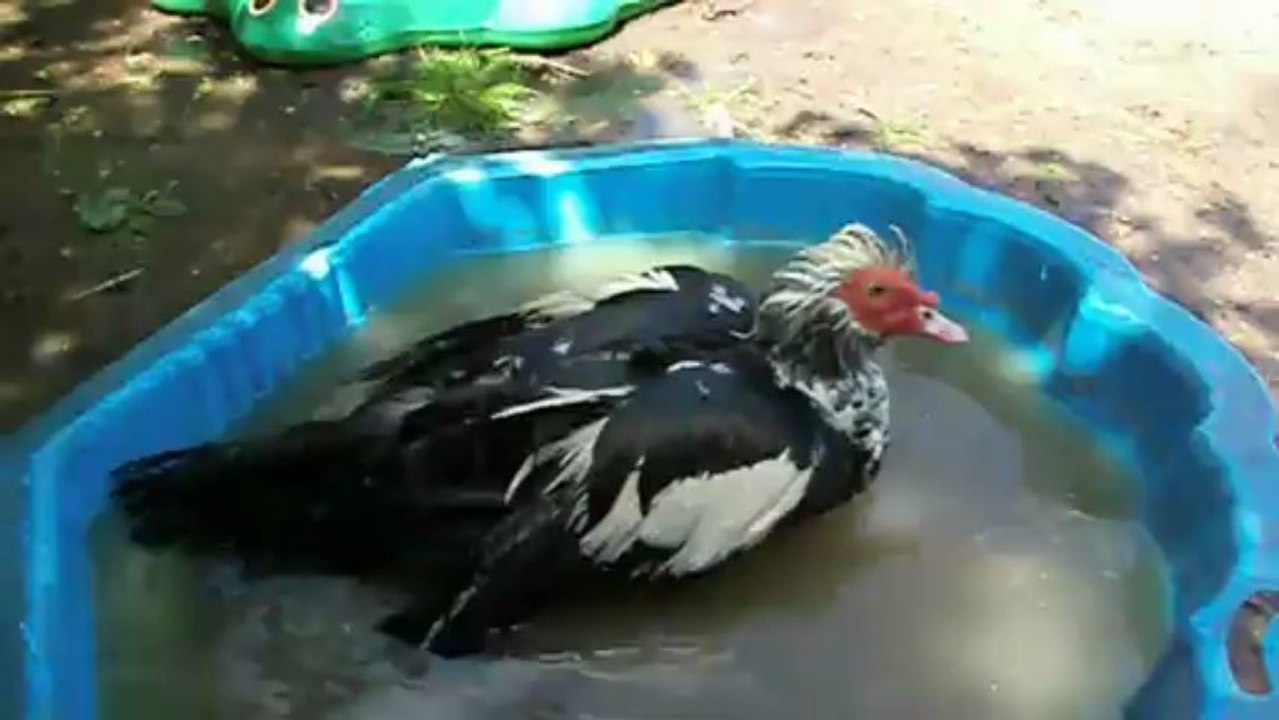 Le bain de Piou-piou