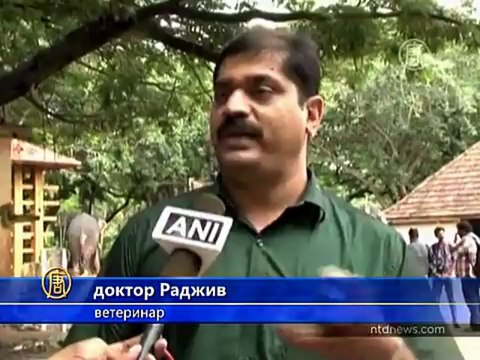 Слоны Индии отдыхают в летнем лагере