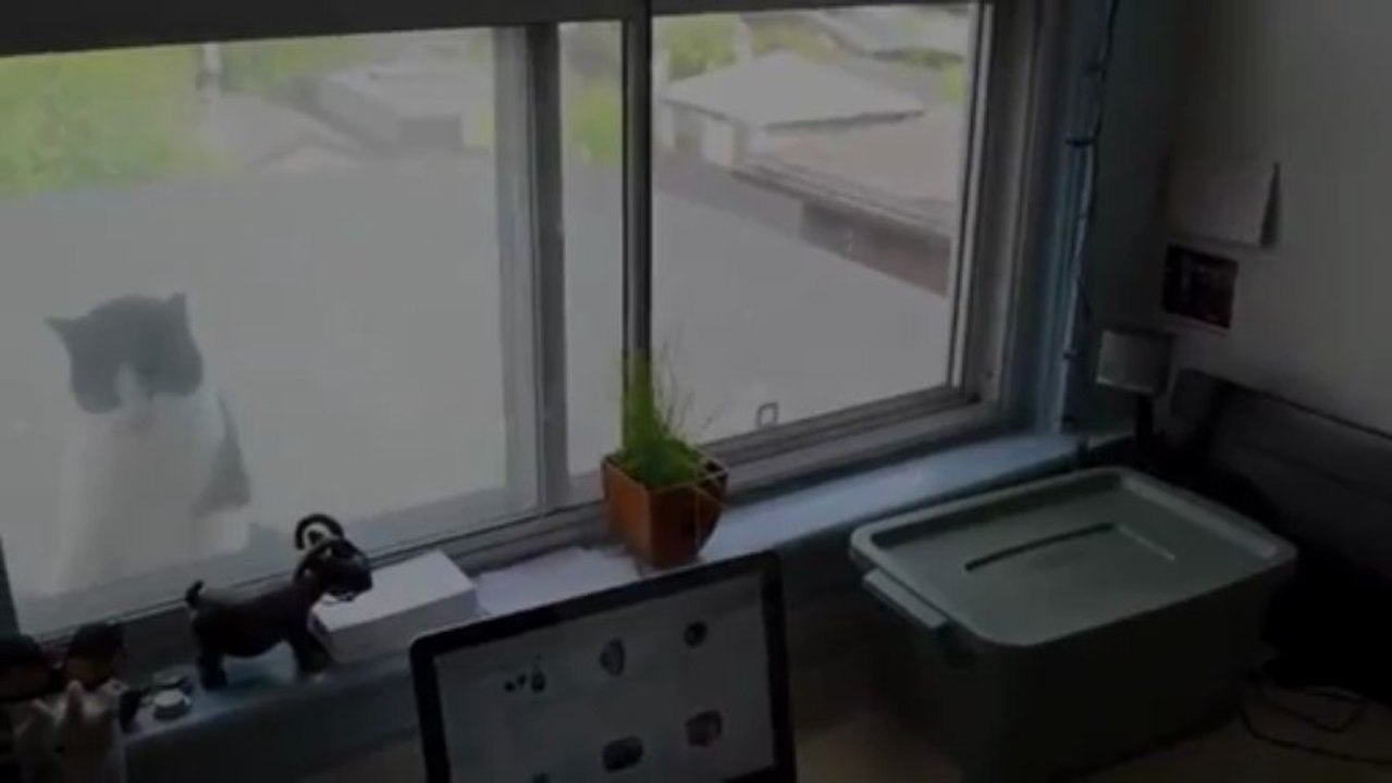 Chat à la fenêtre