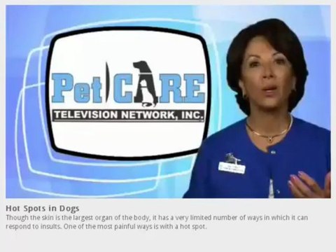 GorjessPets Yorkie Puppies Presents Canine Hot Spots Series1