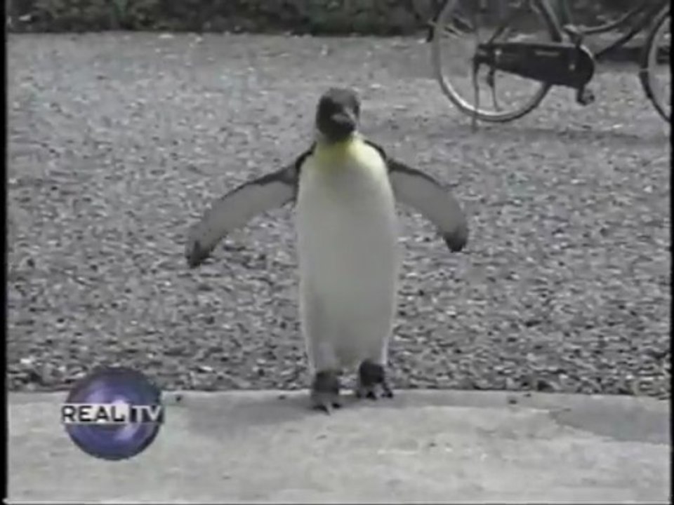 Pet Penguin