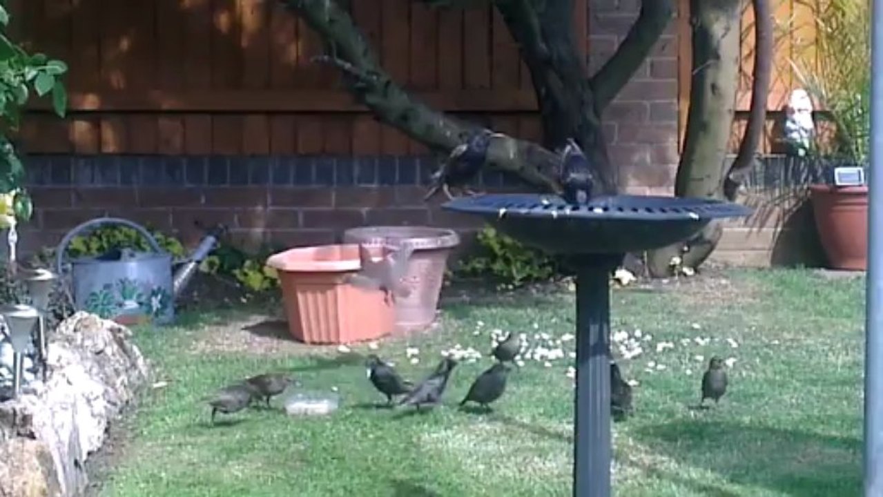 050713 BAHCEDEKI KUSLAR YEMEK KAVGASI YAPARKEN.... 3 SAAT ONCE....