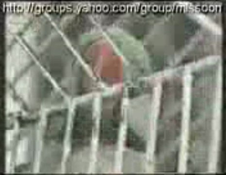 İhlas ve Fatiha Surelerini Okuyan Papagan