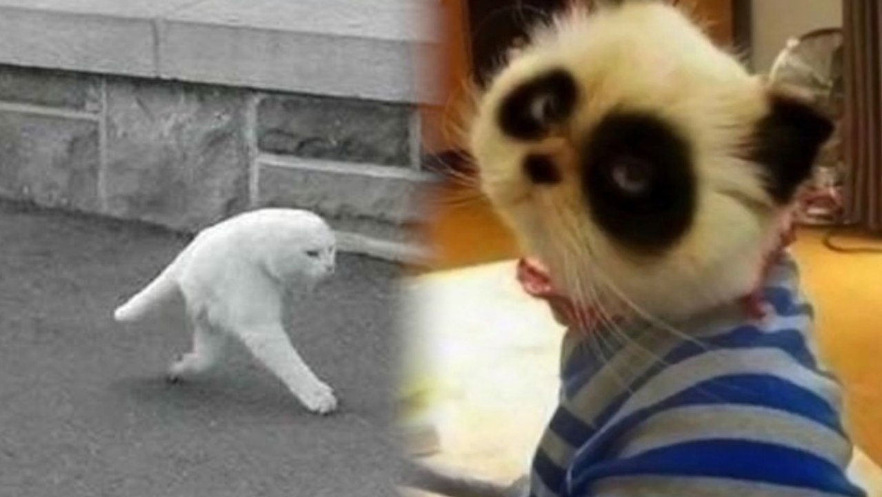 Half Cat VS Panda Cat: The Battle's On!