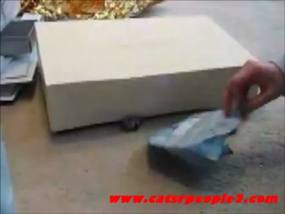 Cat crawls under box