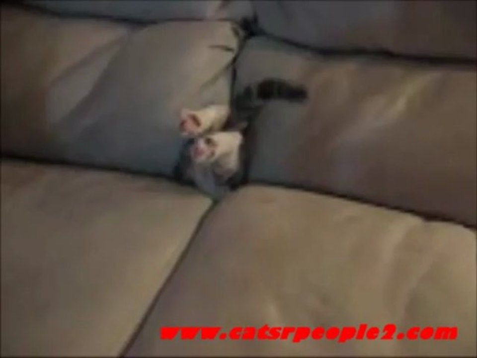 cat shrinks into couch