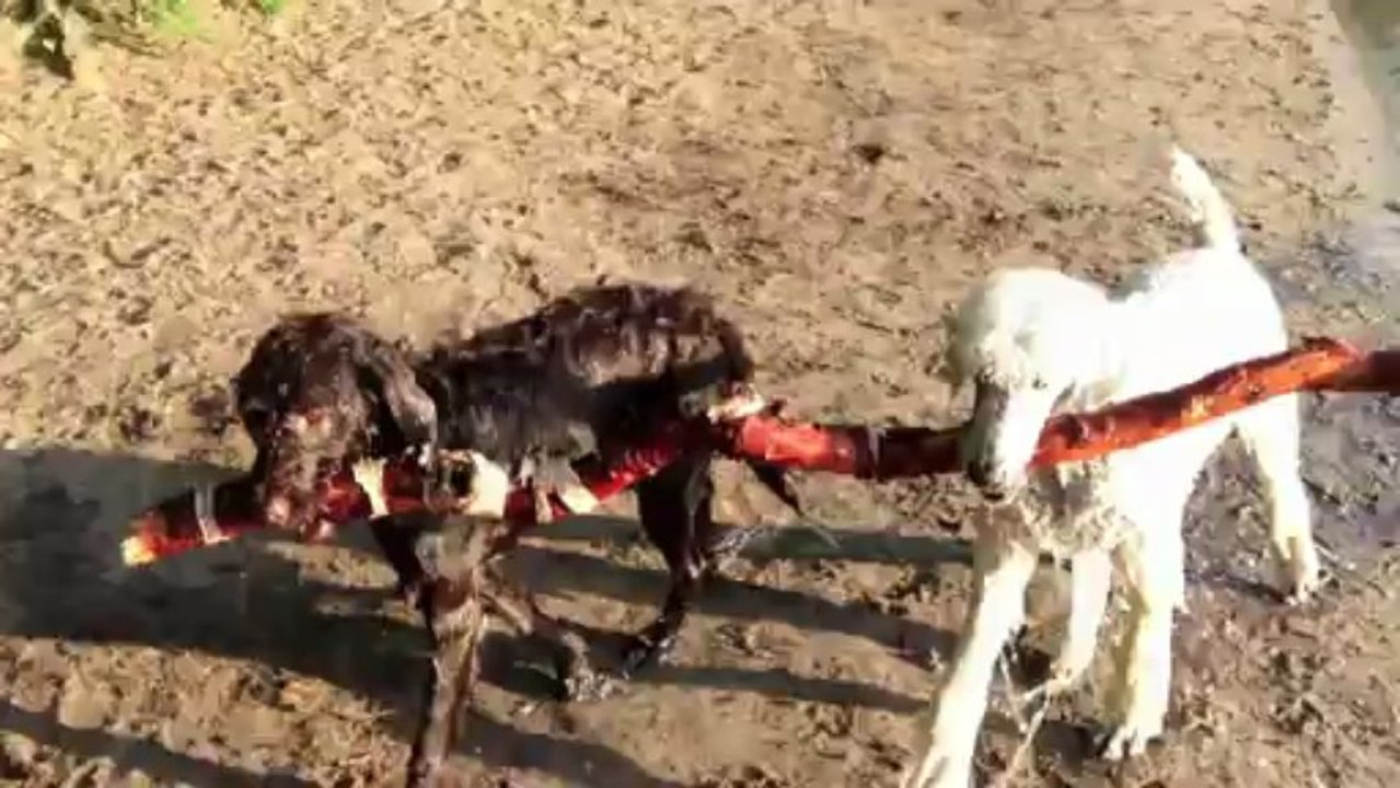 Badefreu(n)de – Albert und Caya abends am Grunewaldsee