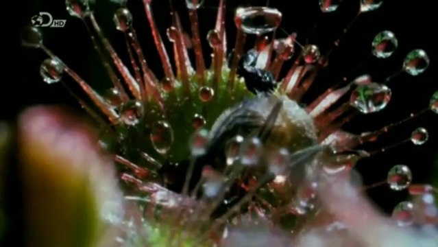 Latinoamerica Salvaje HD - Venezuela ( Documental )