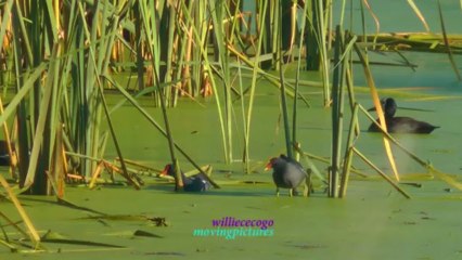 Moorhen_1   -Birdwatching          _(720p_6M)
