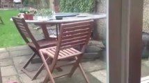 Cat really wants to come inside - Must watch