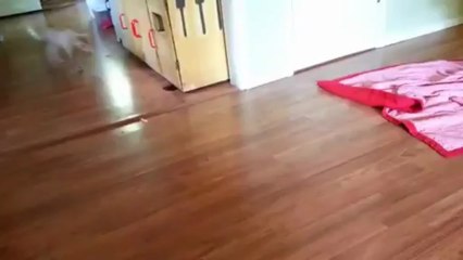 استعمل الليزر لتعلم قطتك لعب الباولينج