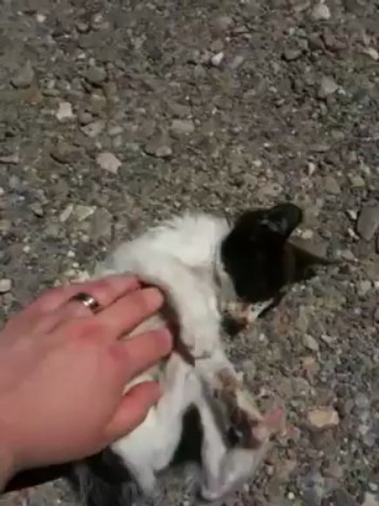 chat guili