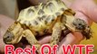 BEST OF THE WEEK WTF A Turtle With Two Heads