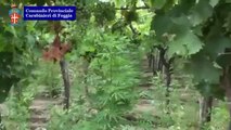 Trinitapoli (FG) - Scoperta piantagione di marijuana, 4 arresti (06.07.13)