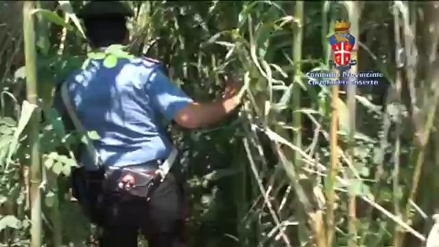 Mondragone (CE) - Sequestrata piantagione di marijuana (05.07.13)