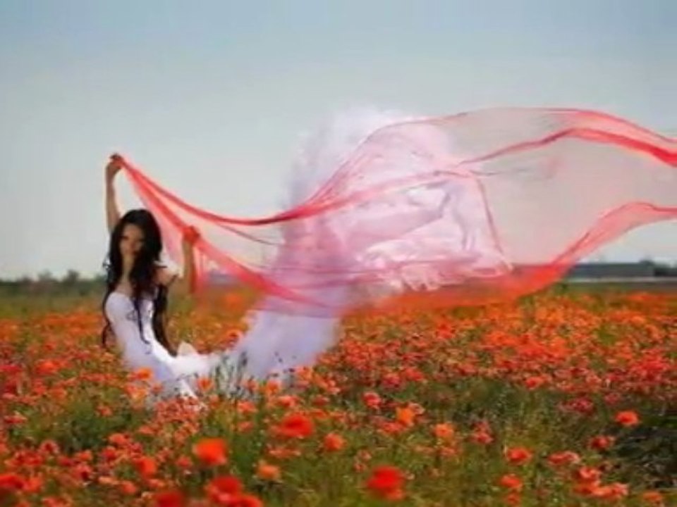 Jolies fleurs des champs