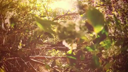 Plantas Medicianels - Poleo de Campo