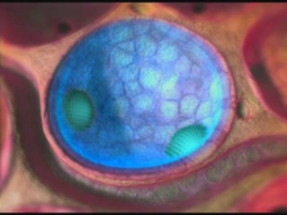 The Miracle of Respiration 4/6 www.harunyahya.com