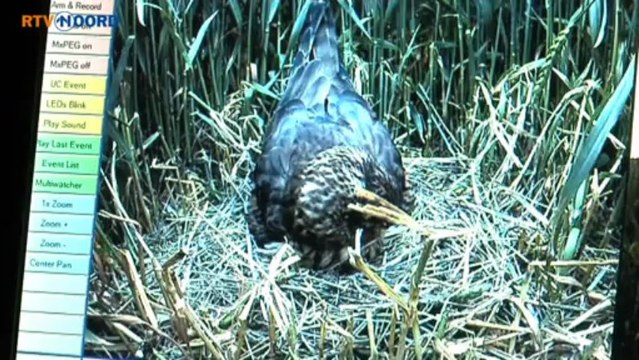 Het plaatsen van de kiekendief webcam - RTV Noord