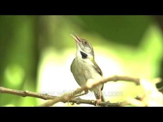 Tailor Bird or Darzi chiriya vocalizes during nesting